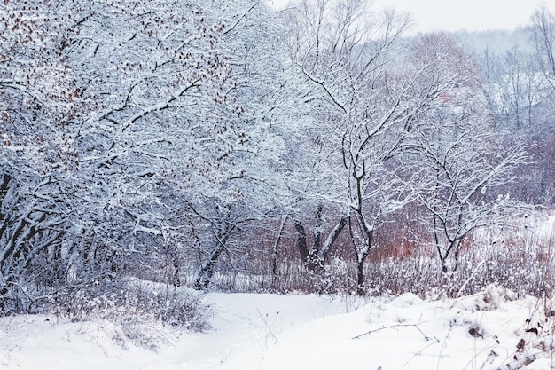 Winterwald mit schneebedeckten Bäumen nach starkem Schneefall