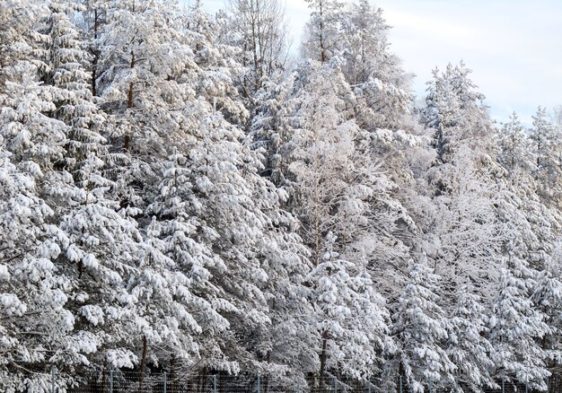 Winterwald mit schneebedeckten Bäumen