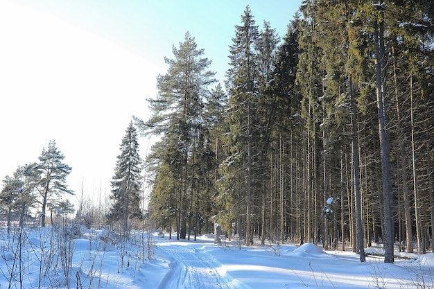 Winterwald mit schneebedeckter frostiger Landschaft