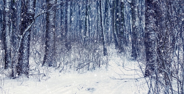 Winterwald mit schneebedeckter Straße bei Schneefall