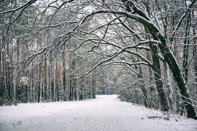 Winterwald mit Weg