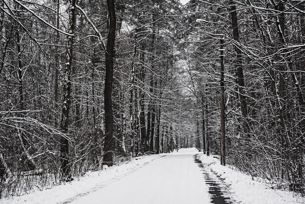 Winterwald mit Weg