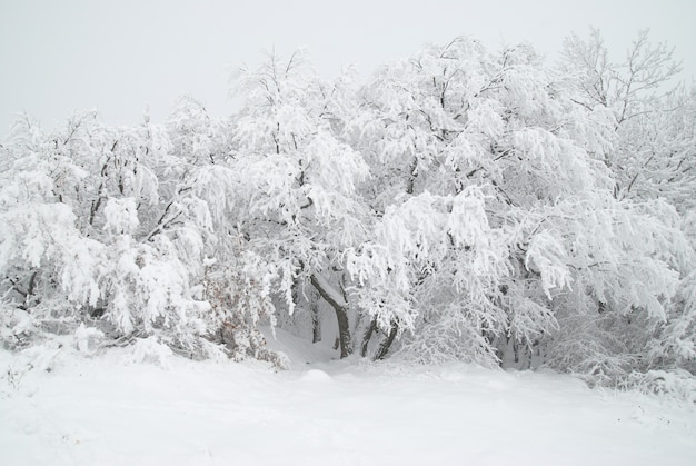 Winterwald – Schnee und schöne eisige Bäume