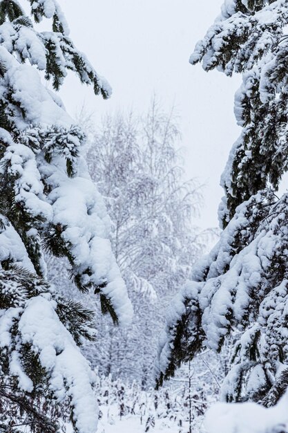 Winterwald schneebedeckte Kiefern und Birken
