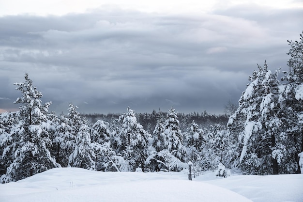 Winterwald, schneebedeckte Tannen und Kiefern, bewölkter Himmel, schöne Winterberglandschaft