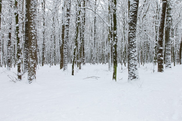 Winterwald und die Straße. Winterlandschaft