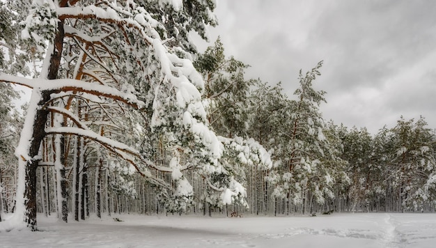 Winterwald. Verschneiter Winter. Kaltes Wetter,