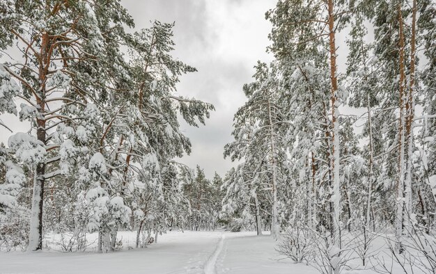 Winterwald. Verschneiter Winter. Kaltes Wetter,