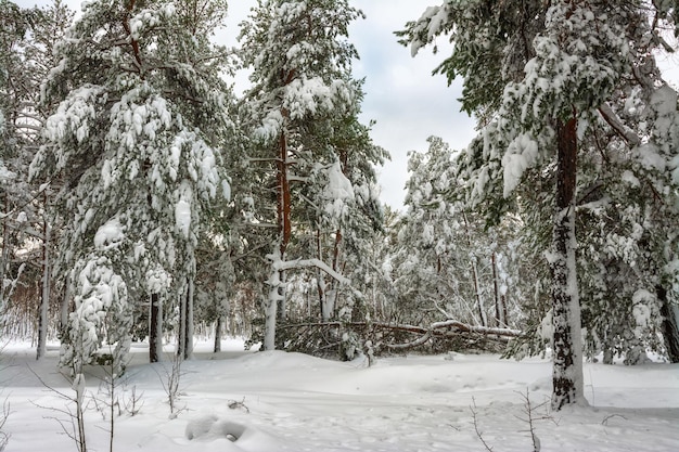 Winterwald. Verschneiter Winter. Kaltes Wetter,