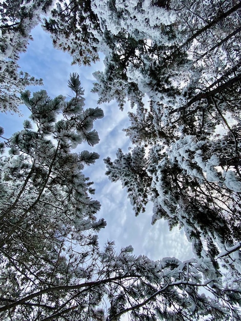 Winterwald voller Schnee, erstaunliche Winterlandschaft, schneebedeckter, perfekter Ort