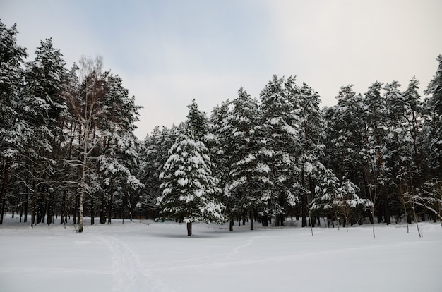 Winterwald