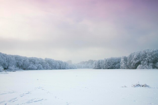 Winterwald