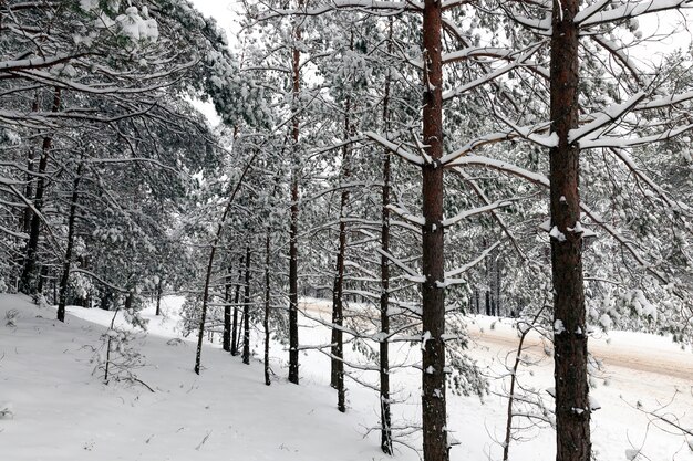 Winterwald