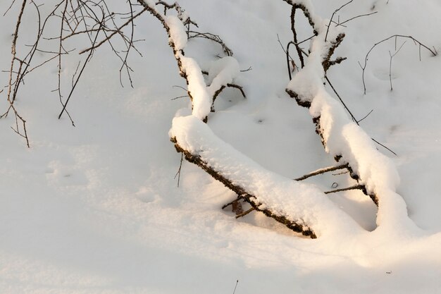 Winterwald