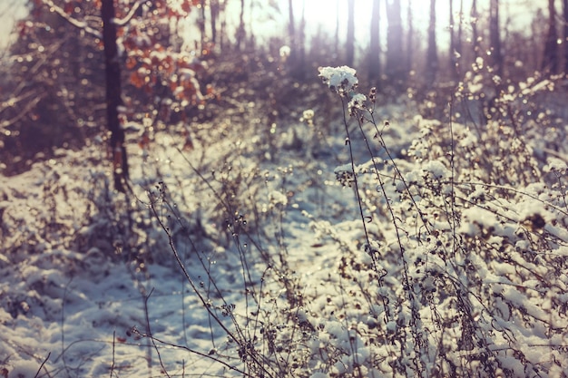 Winterwald