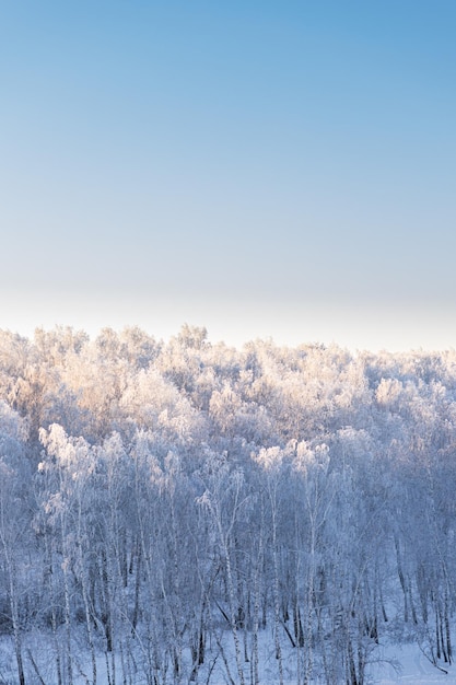 Winterwaldbäume mit Frost und Schnee bedeckt