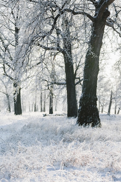 Winterwaldeichen in der Schneeansicht des verschneiten Waldes