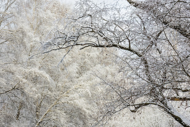 Winterwaldlandschaft. Bäume unter einer dicken Schneeschicht. Park Russlands, Moskaus, Sokolniki
