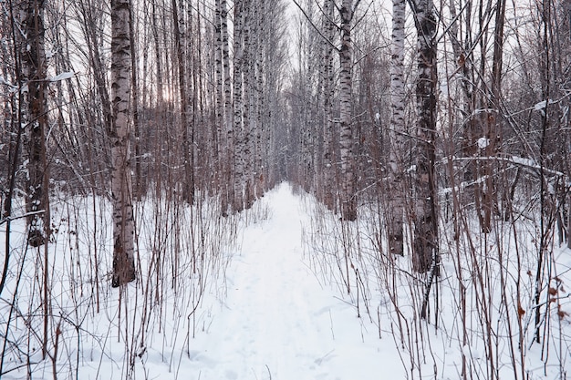 Winterwaldlandschaft. Hohe Bäume unter Schneedecke. Januar frostiger Tag im Park.