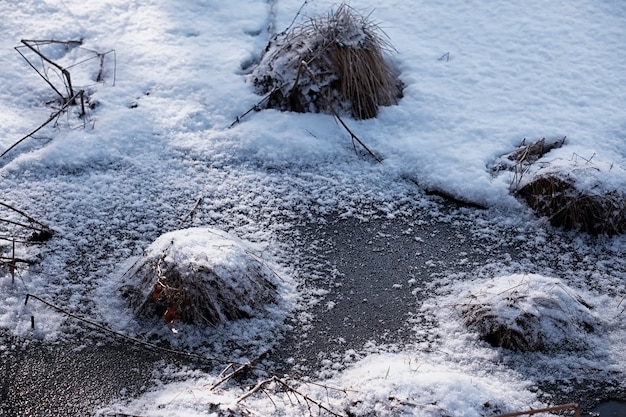 Winterwaldlandschaft. Hohe Bäume unter Schneedecke. Januar frostiger Tag im Park.