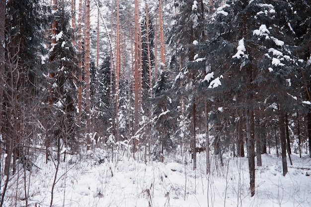 Winterwaldlandschaft. Hohe Bäume unter Schneedecke. Januar frostiger Tag im Park.