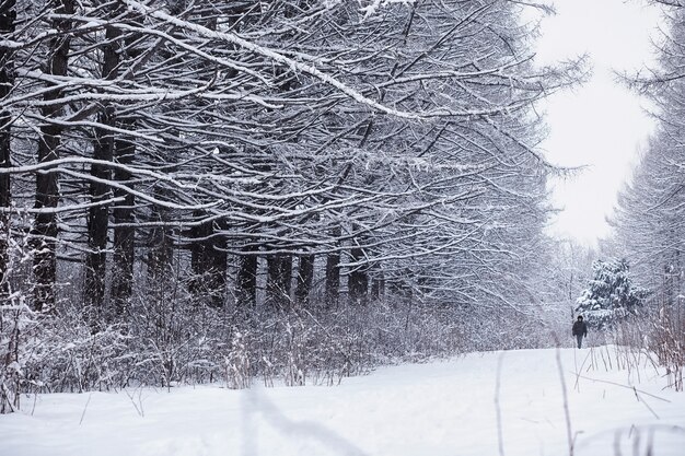 Winterwaldlandschaft. Hohe Bäume unter Schneedecke. Januar frostiger Tag im Park.