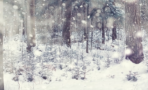 Winterwaldlandschaft. Hohe Bäume unter Schneedecke. Januar frostiger Tag im Park.