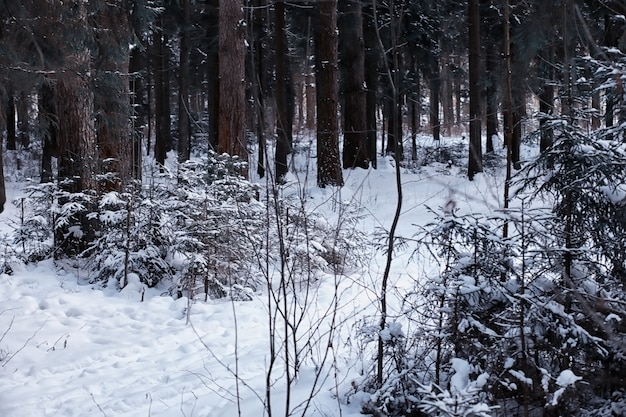 Winterwaldlandschaft. Hohe Bäume unter Schneedecke. Januar frostiger Tag im Park.