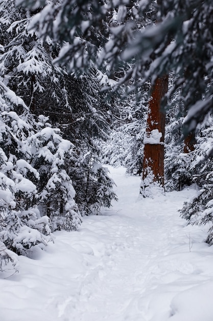 Winterwaldlandschaft. Hohe Bäume unter Schneedecke. Januar frostiger Tag im Park.