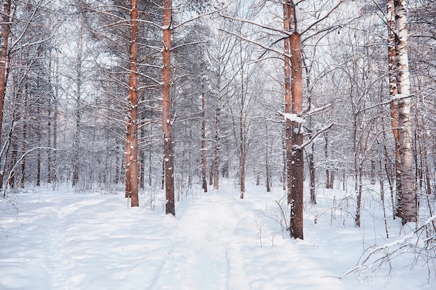 Winterwaldlandschaft. Hohe Bäume unter Schneedecke. Januar frostiger Tag im Park.