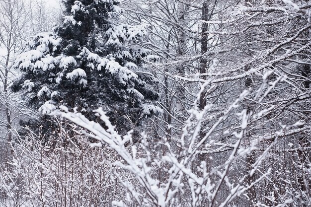 Winterwaldlandschaft. Hohe Bäume unter Schneedecke. Januar frostiger Tag im Park.