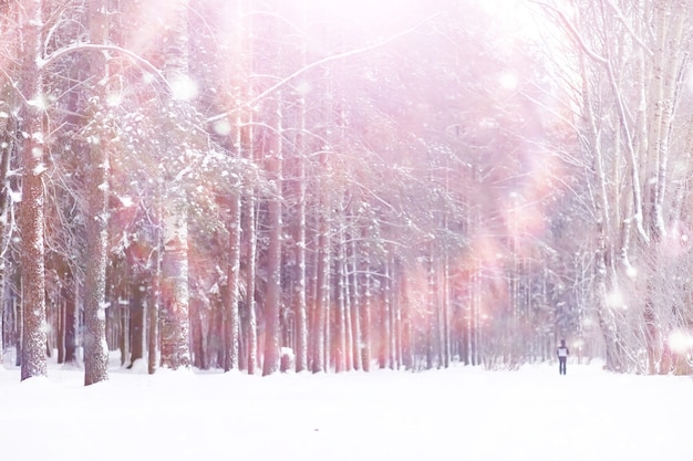 Winterwaldlandschaft. Hohe Bäume unter Schneedecke. Januar frostiger Tag im Park.