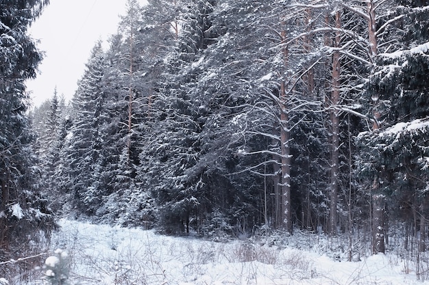 Winterwaldlandschaft. Hohe Bäume unter Schneedecke. Januar frostiger Tag im Park.