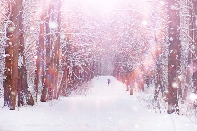 Winterwaldlandschaft. Hohe Bäume unter Schneedecke. Januar frostiger Tag im Park.