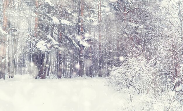 Winterwaldlandschaft. Hohe Bäume unter Schneedecke. Januar frostiger Tag im Park.