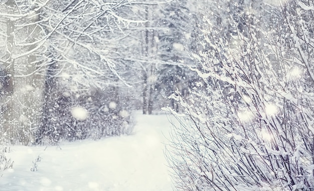 Winterwaldlandschaft. Hohe Bäume unter Schneedecke. Januar frostiger Tag im Park.