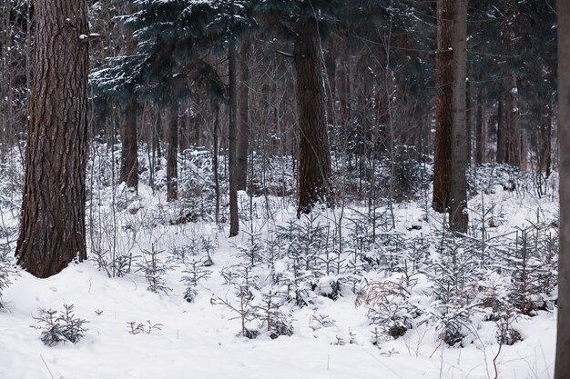 Winterwaldlandschaft. Hohe Bäume unter Schneedecke. Januar frostiger Tag im Park.