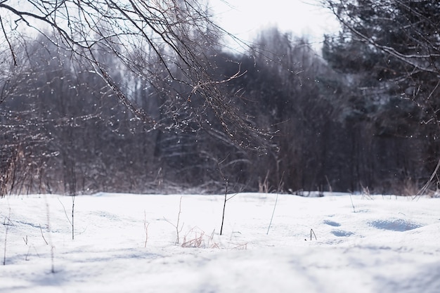 Winterwaldlandschaft. Hohe Bäume unter Schneedecke. Januar frostiger Tag im Park.