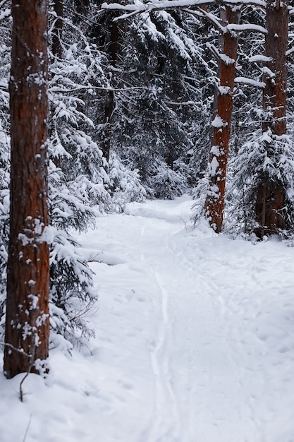 Winterwaldlandschaft. Hohe Bäume unter Schneedecke. Januar frostiger Tag im Park.