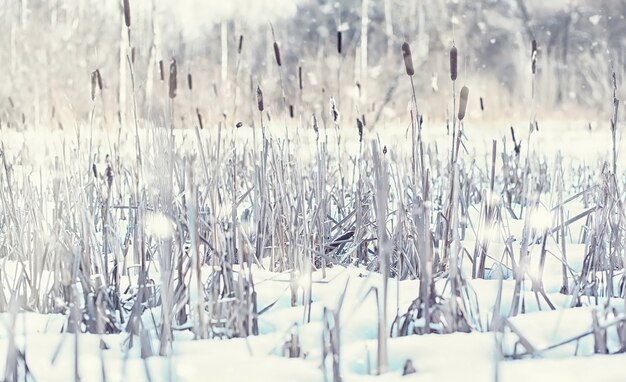 Winterwaldlandschaft. Hohe Bäume unter Schneedecke. Januar frostiger Tag im Park.