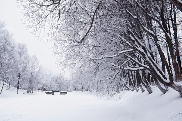 Winterwaldlandschaft. Hohe Bäume unter Schneedecke. Januar frostiger Tag im Park.