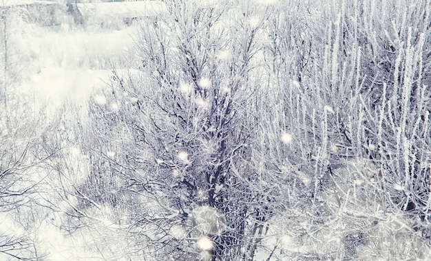 Winterwaldlandschaft. Hohe Bäume unter Schneedecke. Januar frostiger Tag im Park.