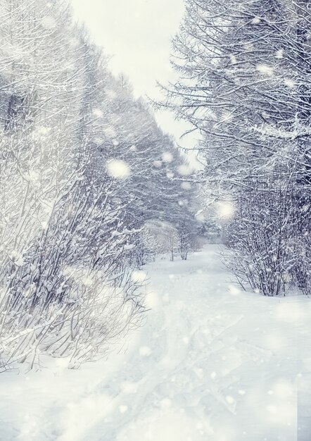 Winterwaldlandschaft. Hohe Bäume unter Schneedecke. Januar frostiger Tag im Park.