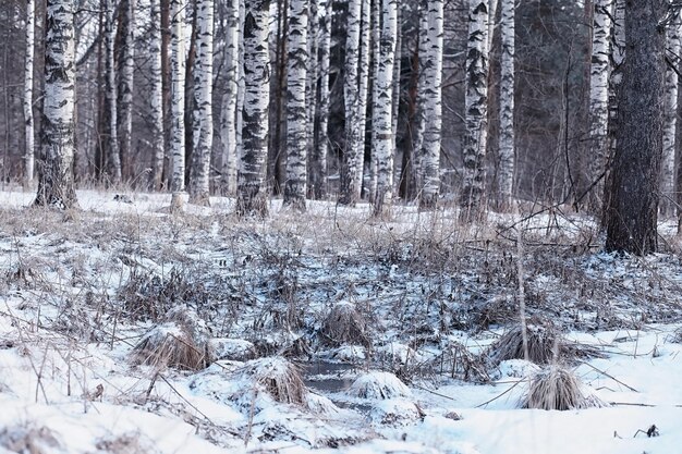 Winterwaldlandschaft. Hohe Bäume unter Schneedecke. Januar frostiger Tag im Park.