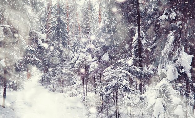 Winterwaldlandschaft. Hohe Bäume unter Schneedecke. Januar frostiger Tag im Park.