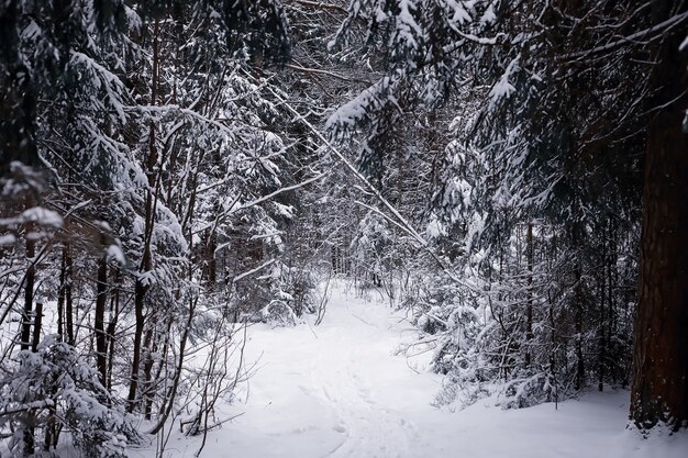 Winterwaldlandschaft. Hohe Bäume unter Schneedecke. Januar frostiger Tag im Park.