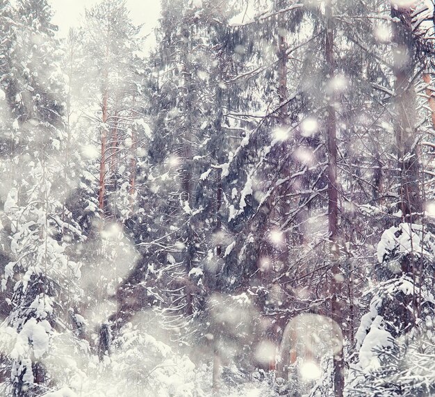 Winterwaldlandschaft. Hohe Bäume unter Schneedecke. Januar frostiger Tag im Park.