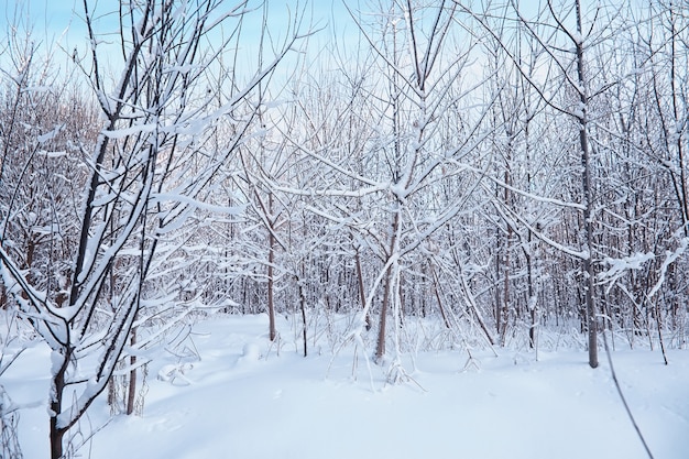 Winterwaldlandschaft. Hohe Bäume unter Schneedecke. Januar frostiger Tag im Park.