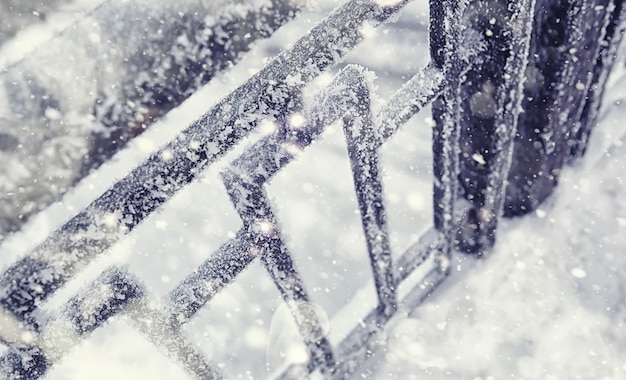 Winterwaldlandschaft. Hohe Bäume unter Schneedecke. Januar frostiger Tag im Park.