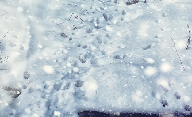 Winterwaldlandschaft. Hohe Bäume unter Schneedecke. Januar frostiger Tag im Park.